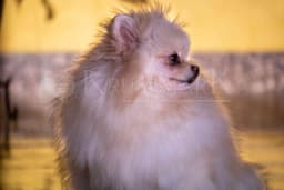 Foto ilustrativa de um Spitz Alemão creme