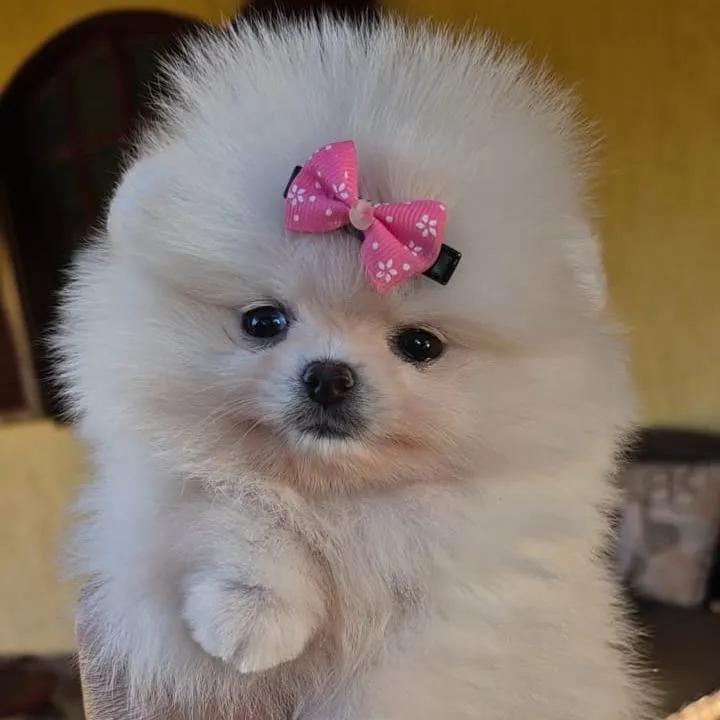 Marrie Krusemark, cão publicado por este criador